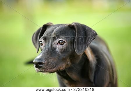 Happy Half-breed Dog, Beagle, Black Mongrel Dog Barks