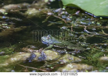 Bufo Bufo - The Toad Is Heated On The Surface Of The Reservoir. There's A Reflection In The Water.