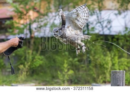 The Barn Owl - Bubo Virginianus - Falconry-guided Flies And Lands On The Hand Of A Falconer.