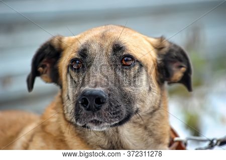 Red-haired Dog Mongrel In Winter Close Up Outdoor Photo