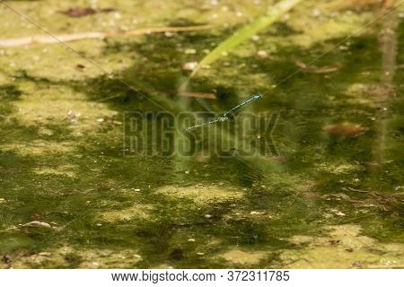 Blue Dragonfly - Odonata In Its Natural Habitat On The Pond.