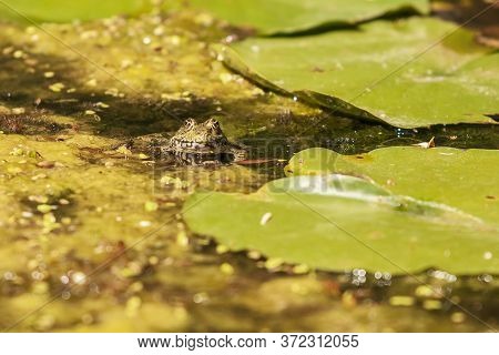 Bufo Bufo - The Toad Is Heated On The Surface Of The Reservoir. There's A Reflection In The Water.
