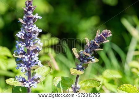 Bugle (ajuga Reptans)