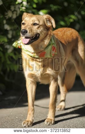 Red Medium Size Mixed Breed Homeless Dog Stay Outdoor On Street