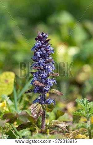 Bugle (ajuga Reptans)