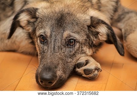Crossbreed Puppy Shepherd Looks Guiltily. Close Up