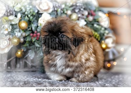 Cute Little Pekingese Puppy
