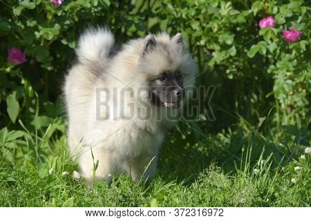 Keeshond Wolfspitz Puppy Happy In Summer On Green Grass
