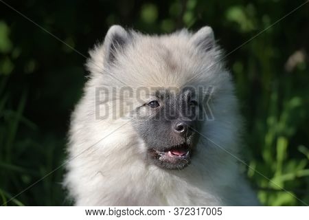 Keeshond Wolfspitz Puppy Happy In Summer