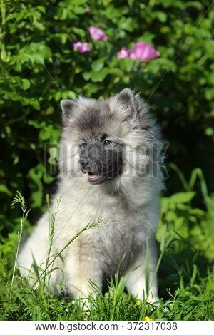 Keeshond Wolfspitz Puppy Happy In Summer