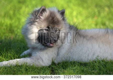 Keeshond Wolfspitz Puppy Happy In Summer On Green Grass