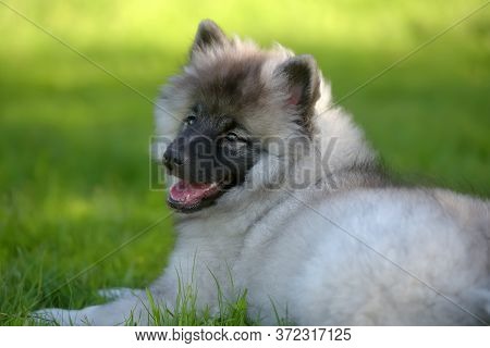 Keeshond Wolfspitz Puppy Happy In Summer On Green Grass