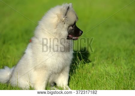 Keeshond Wolfspitz Puppy Happy In Summer On Green Grass