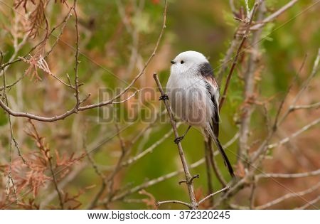Long-tailed Tit, Aegithalos Caudatus. Autumn Morning In The Forest. Beautiful Little Bird Sitting On