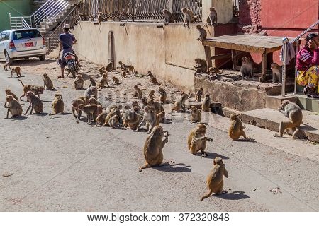 Mt Popa, Myanmar - December 8, 2016: Macaques Near Mt Popa Temple, Myanmar