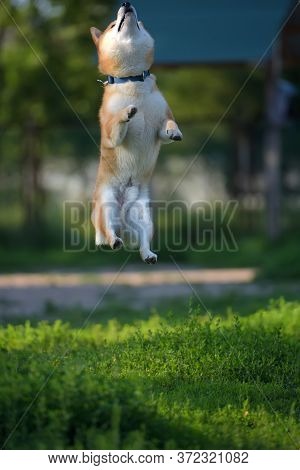 Shiba Inu Jumping On The Grass In Summer
