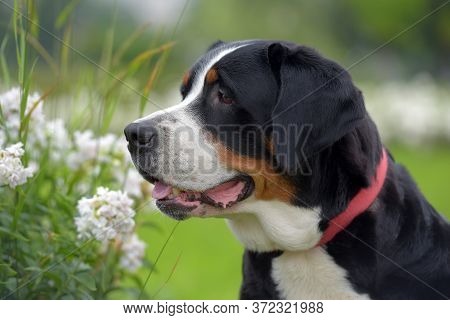A Purebred Grosser Schweizer Sennenhund Dog  In Summer