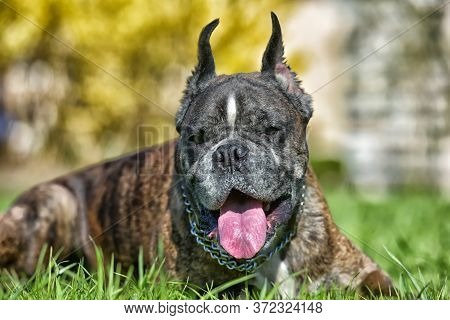 German Boxer With Cropped Ears In The Summer In The Park
