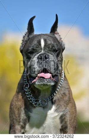 German Boxer With Cropped Ears In The Summer In The Park
