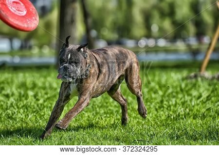 German Boxer With Cropped Ears Playing In The Park