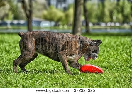 German Boxer With Cropped Ears Playing In The Park