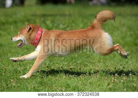Siba Inu Runs Along The Grass Cllose Up