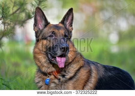German Shepherd Dog Next To A Pine In The Forest