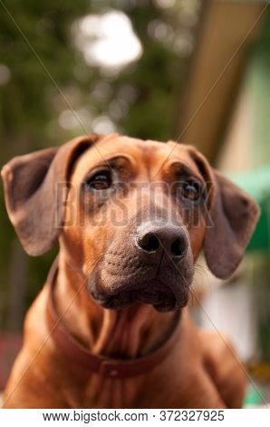 Rhodesian Ridgeback In Summer Close Up Outdoor Photo