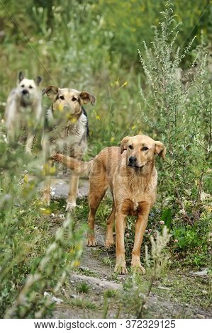 Flock Of Stray Dogs Outdoors In Summer