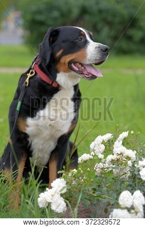 A Purebred Grosser Schweizer Sennenhund Dog In Summer