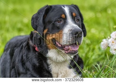 Grosser Schweizer Sennenhund
