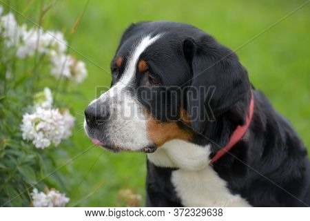 Grosser Schweizer Sennenhund