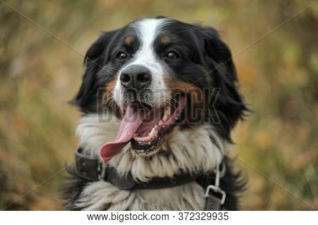 Portrait Of Bernese Mountain Dog (berner Sennenhund)