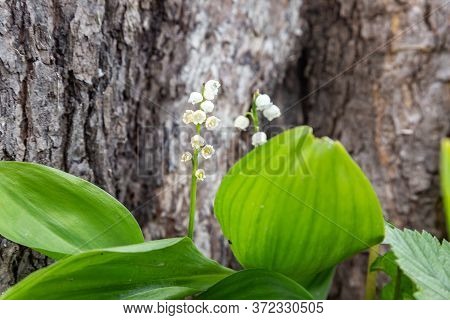 Lily Of The Valley Flower On A Background Of Tree Bark. Horizontal Orientation.