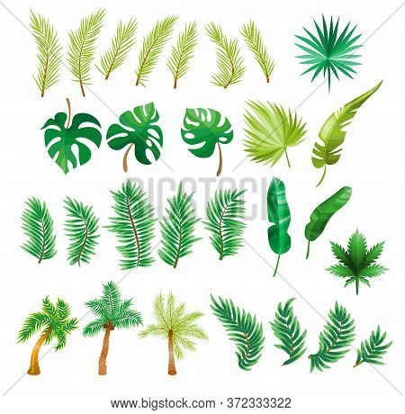 Tropical Palm Leaves, Jungle Leaves, Split Leaf, Philodendron Leaves, Set Isolated On White Backgrou