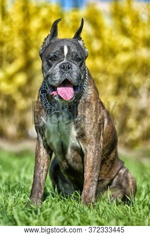 German Boxer With Cropped Ears In The Summer In The Park