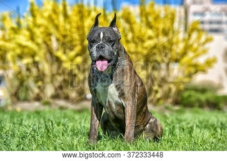 German Boxer With Cropped Ears In The Summer In The Park