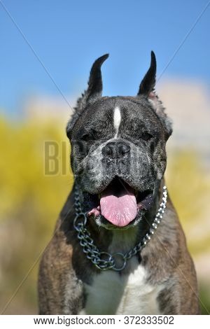 German Boxer With Cropped Ears In The Summer In The Park