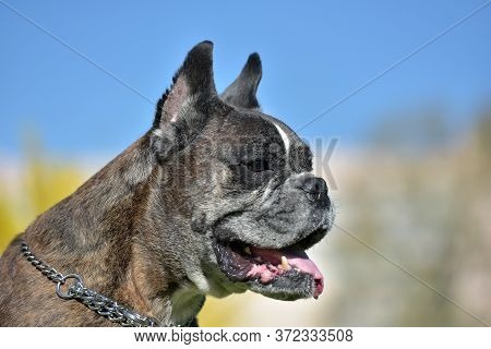German Boxer With Cropped Ears In The Summer In The Park