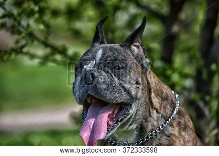 German Boxer With Cropped Ears In The Summer In The Park
