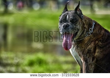 German Boxer With Cropped Ears In The Summer In The Park