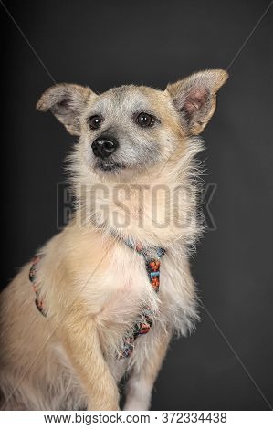 Small Mongrel Terrier On A Dark Background