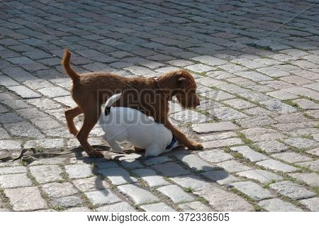 Two Puppy, Playing With Each Other Close Up