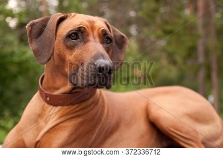 Rhodesian Ridgeback In Summer Close Up Outdoor Photo