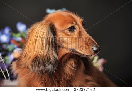 Studio Shot Of A Beautiful Long Hair Teckel (dachshund)
