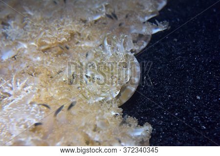 Glowing Algae (seaweed) In Aquarium Close Up Photo