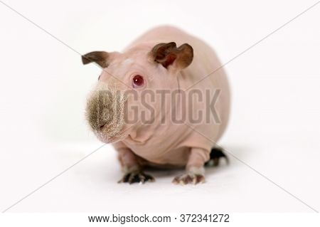 Funny Skinny Guinea Pig On White Background.