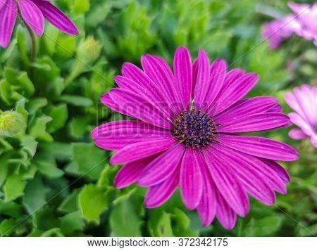 A Beautiful Purple Flower Next To Green Plants