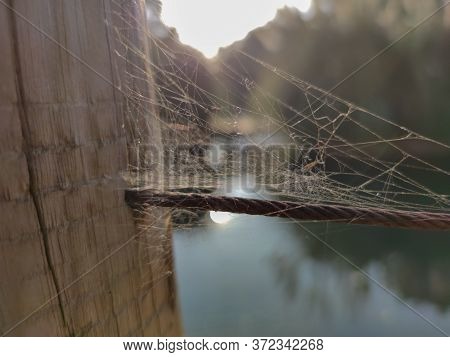 The Nest Of Spider Stuck To The Wood