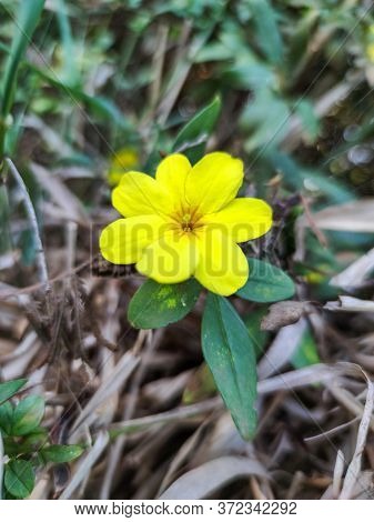 A Yellow Flower So Beautiful In The Forest